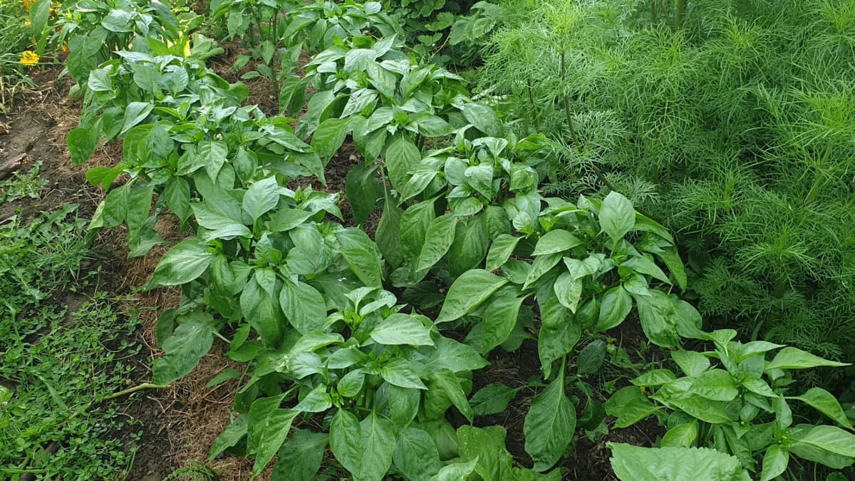 Associations de poivrons au potager : quelles plantes éviter ou favoriser ?