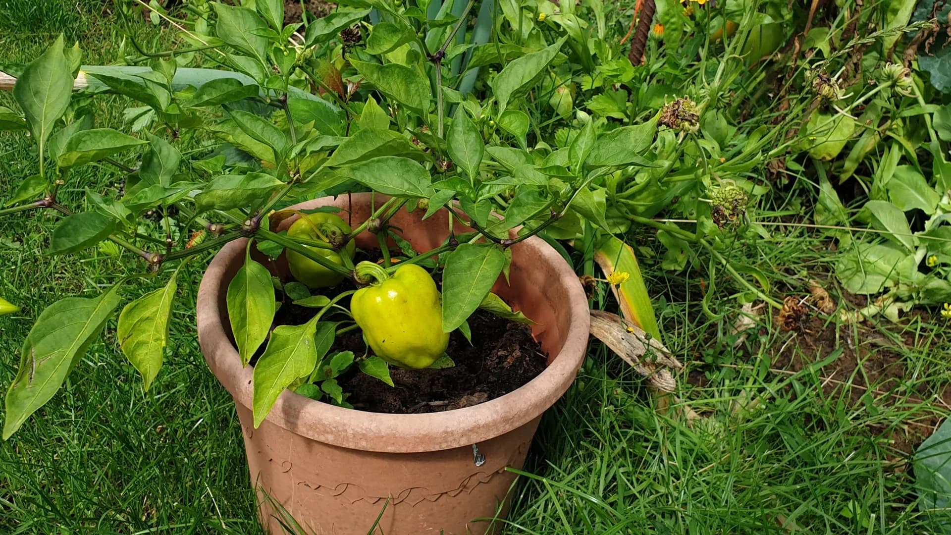 Poivron en pot : quelle taille de contenant et comment réussir ?