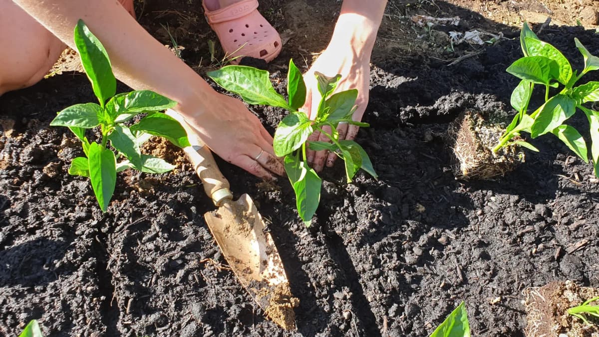 Planter les poivrons : espacement, sol et associations