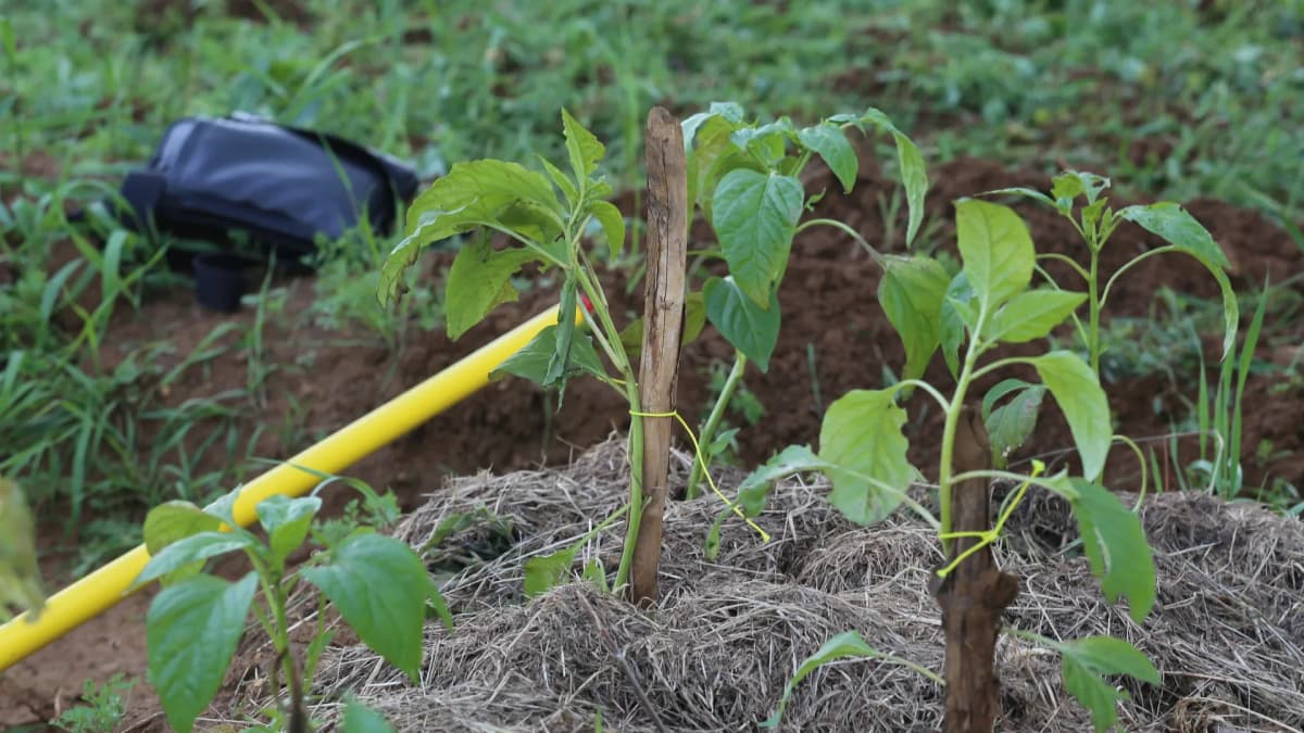 Planter le poivron en pleine terre : préparation du sol et mise en place