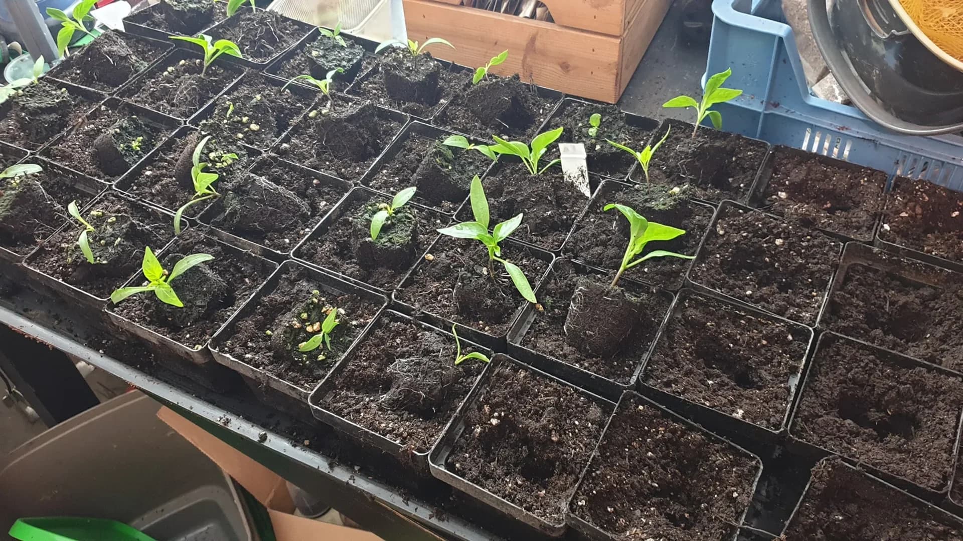 Semer le poivron en intérieur : guide complet