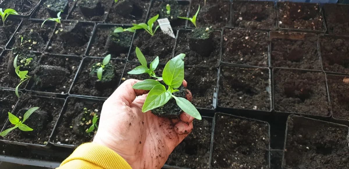 Plant de poivron prêt au repiquage après 8 à 10 semaines, tige courte et épaisse, premières vraies feuilles bien développées