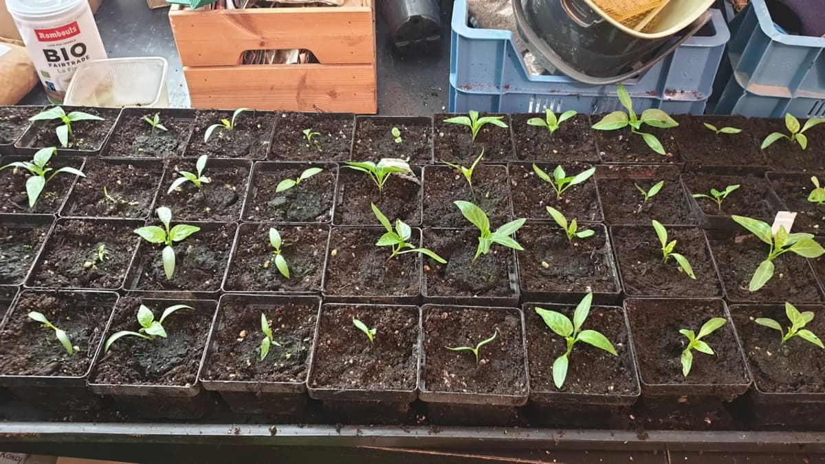 Graine de poivron qui ne lève pas : causes et solutions