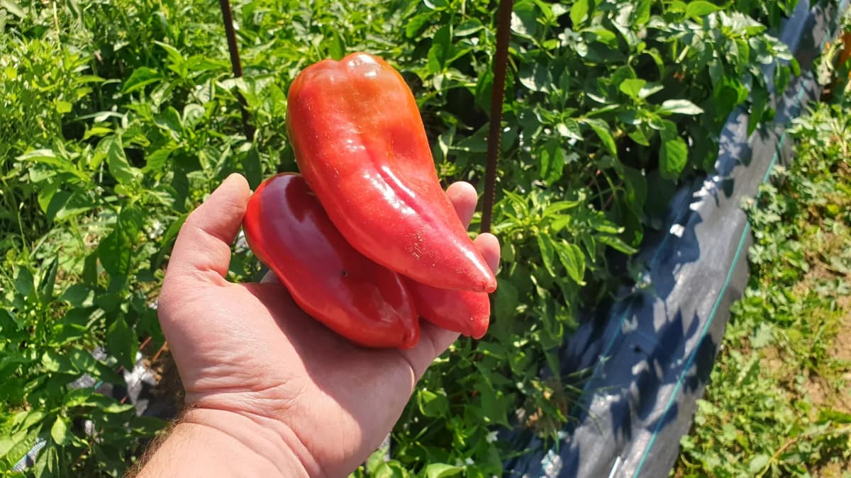 Poivron 'Corno di Toro' (Corne de Taureau) : fiche de culture complète