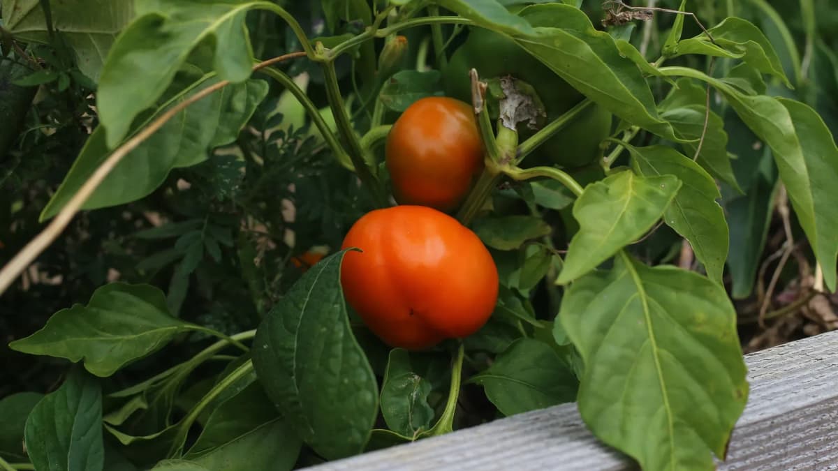 Poivron 'Lipari' : fiche de culture complète