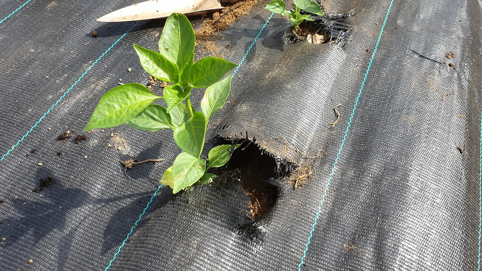 Poivron 'Petit Marseillais' : fiche de culture complète