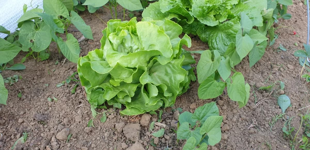 Batavia 'Nevada' bien formée avec sa pomme lâche et ses feuilles gaufrées vert pâle