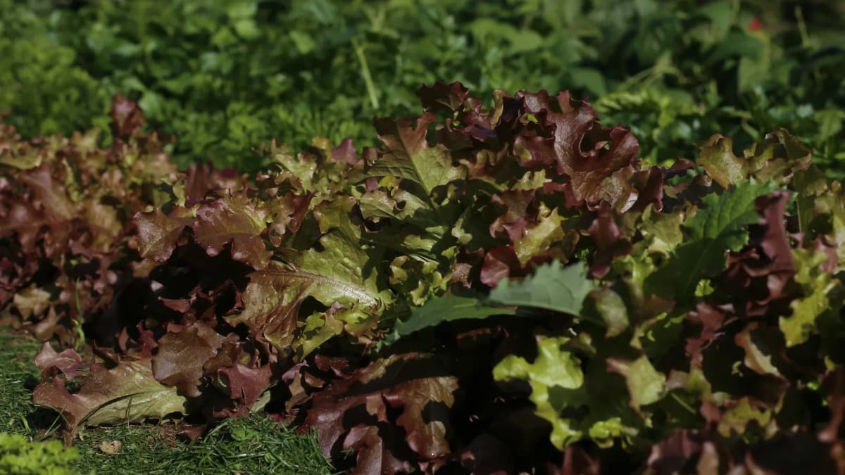 Salade feuille de chêne : combien de temps pousse et comment récolter