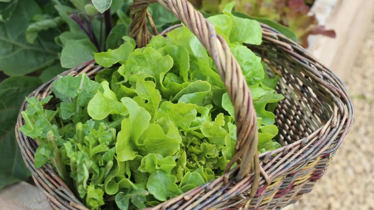Salades variées au potager, prêtes à couper