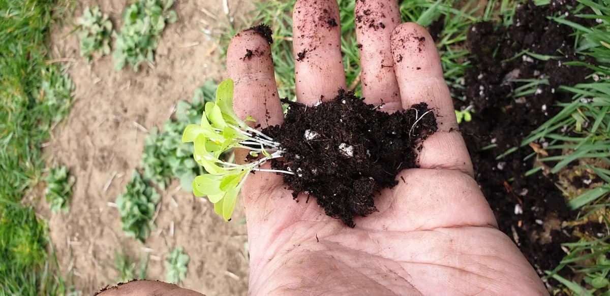 Plant de salade repiqué avec le collet au niveau du sol