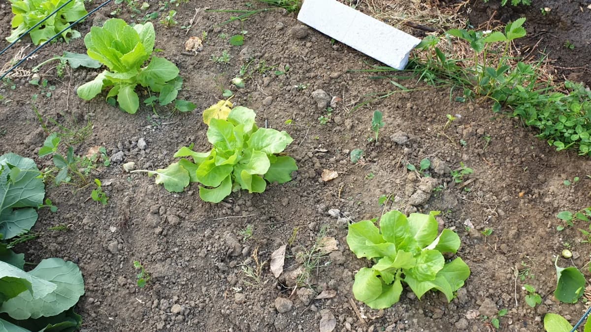 Repiquer ses salades : quand, comment, et combien de temps avant de récolter