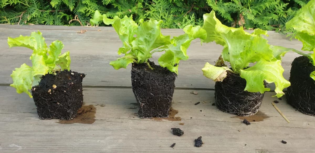 Motte de salade bien racinée sortie de l'alvéole