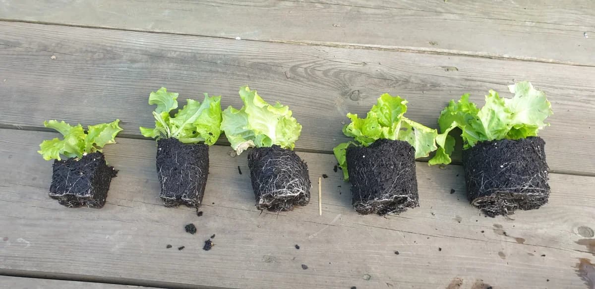 Système racinaire comparé de plants de salade sortis de leurs contenants — les mêmes plants sans les pots