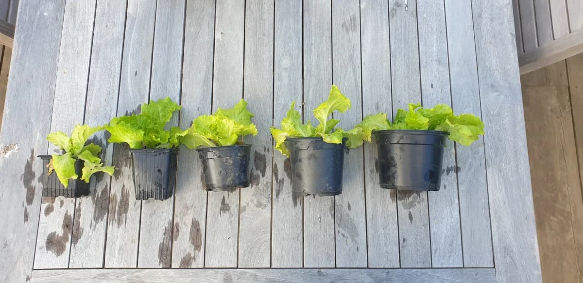 Comparatif de plants de salade dans différentes tailles de contenants — petites alvéoles, alvéoles moyennes et godets