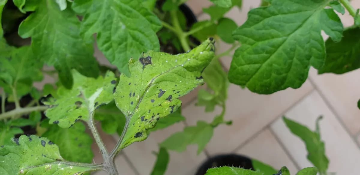 Feuilles de plants de tomates blanchies et brûlées après une exposition directe au soleil sans acclimatation