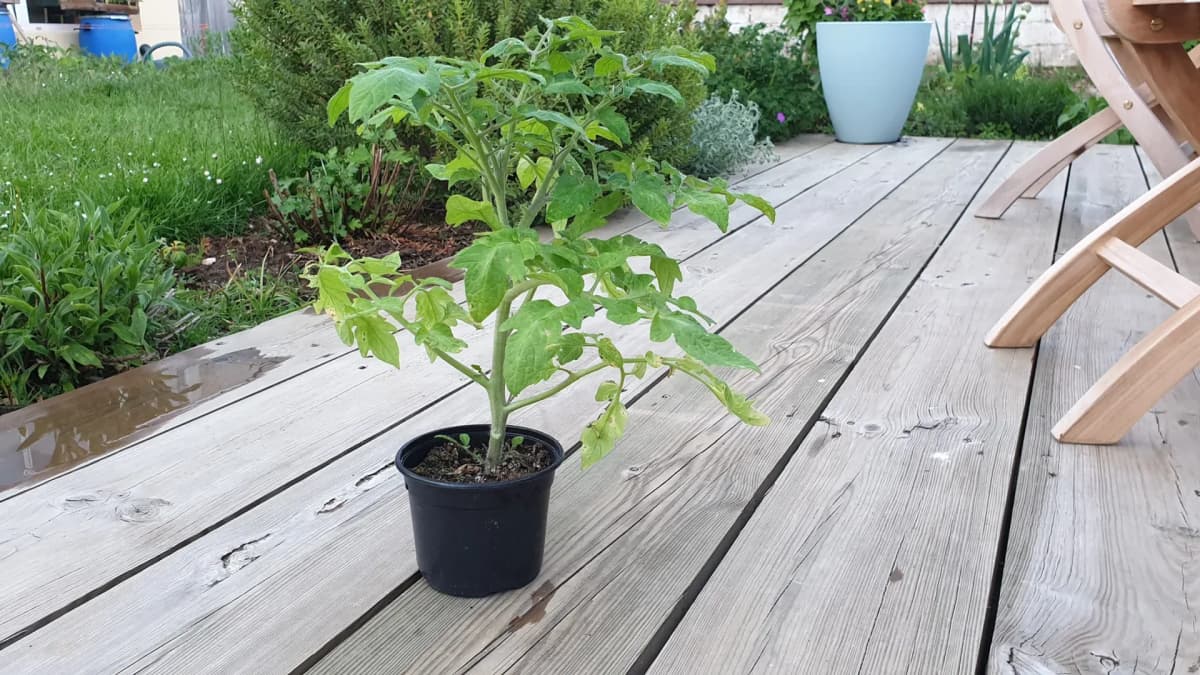 Acclimatation des tomates : endurcir les plants avant la mise en terre