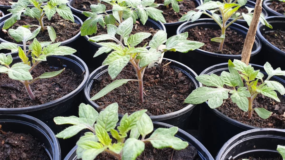 Tomates gelées après plantation : évaluer les dégâts et réagir