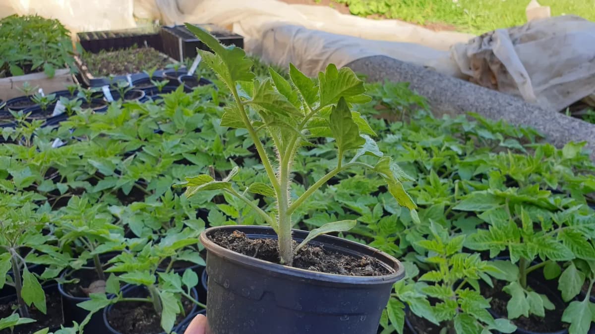 Planter des tomates depuis un godet : technique et conseils