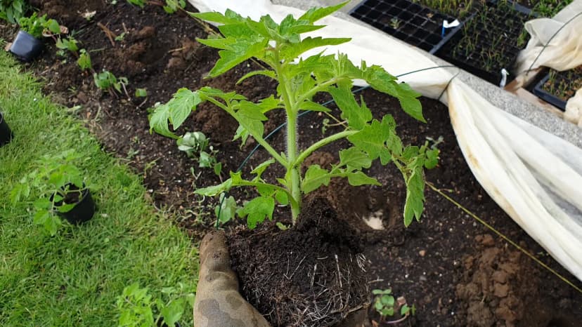 Plants de tomates en pleine terre au potager