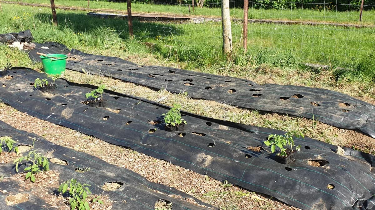 Pailler ses tomates : bâche, carton, paille — mon retour d'expérience