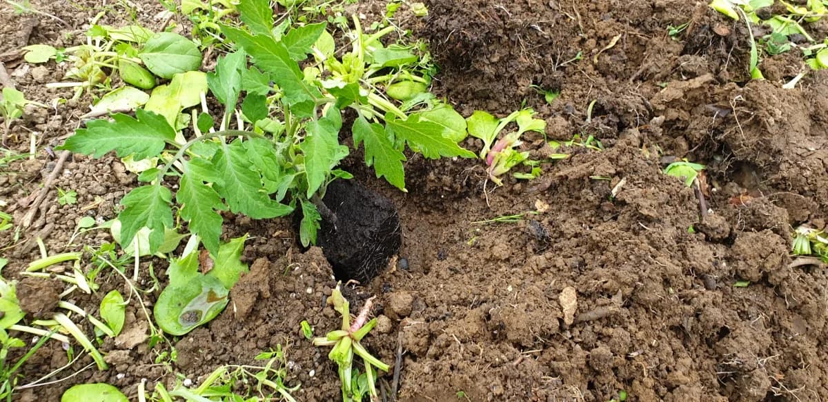 Plant de tomate mis en terre profondément, tige partiellement enterrée jusqu'aux premières feuilles