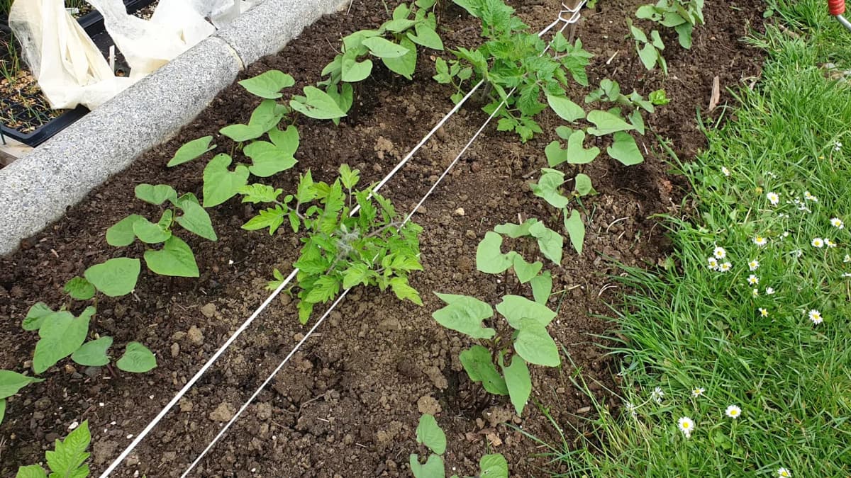 Tuteurage et palissage des tomates : mon système à la vigne