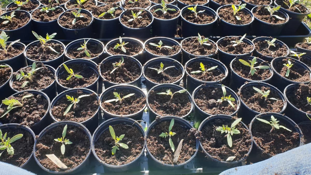 Semis de tomates en godets : taille, technique et erreurs à éviter