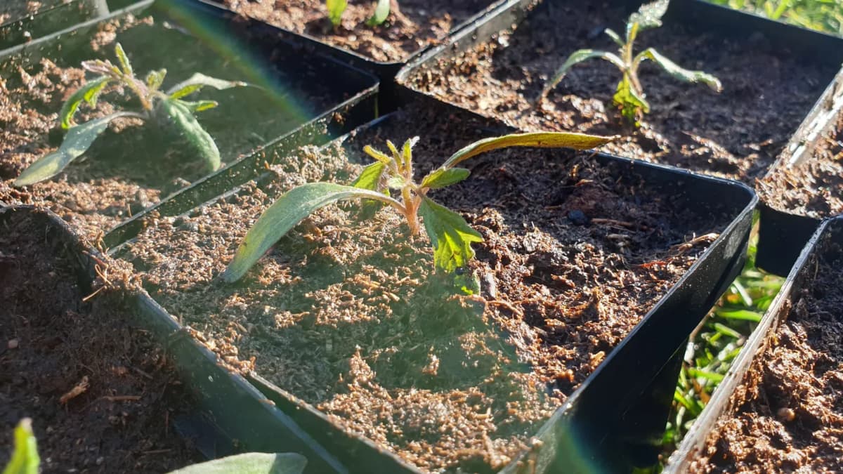 Feuilles jaunes sur les semis de tomates : diagnostic et solutions