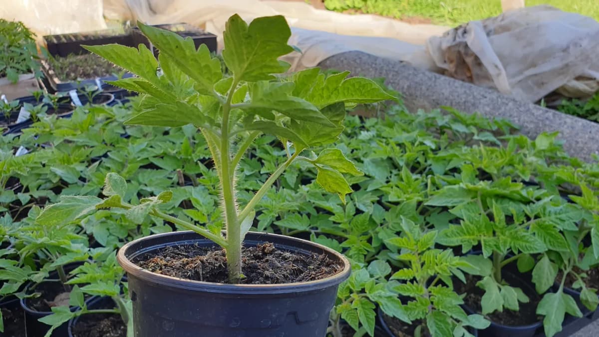 Semis de tomates qui filent : causes et solutions