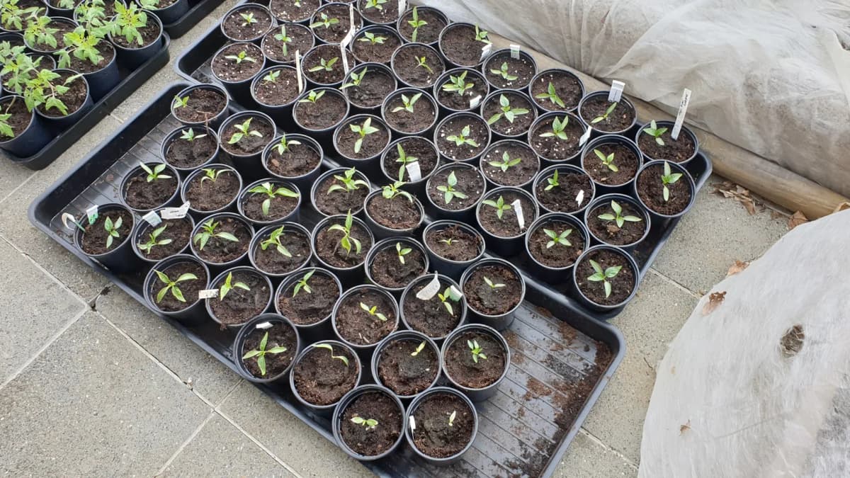 Semis de tomates : quand semer selon la zone et comment choisir le bon guide