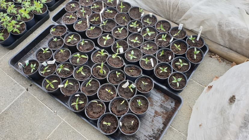 Semis de tomates : quand semer selon la zone et comment choisir le bon guide