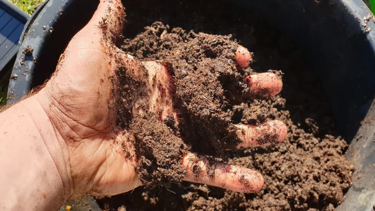 Quel terreau pour les semis de tomates ?