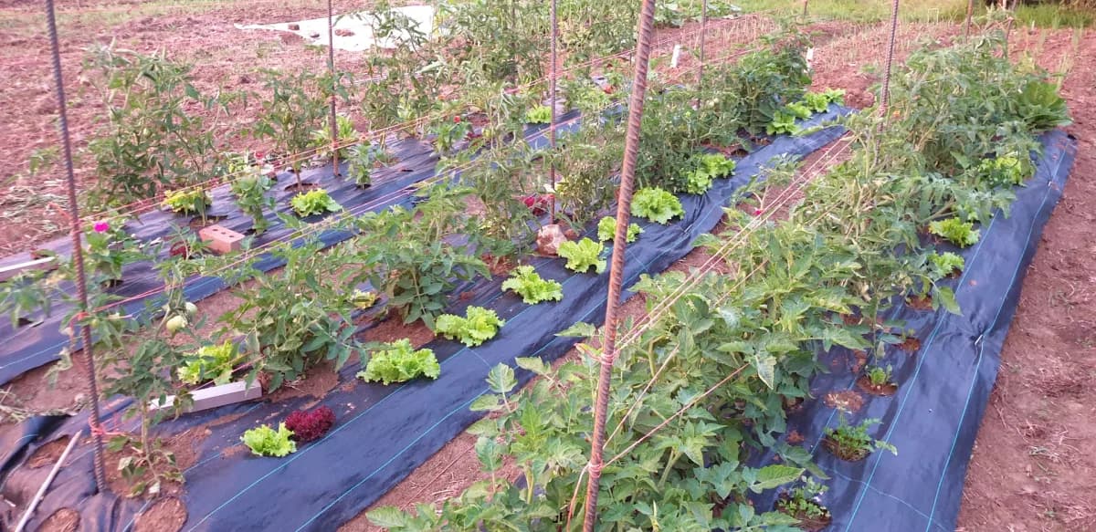 Rangée de tomates palissées à la vigne avec des fers à béton et des ficelles horizontales successives