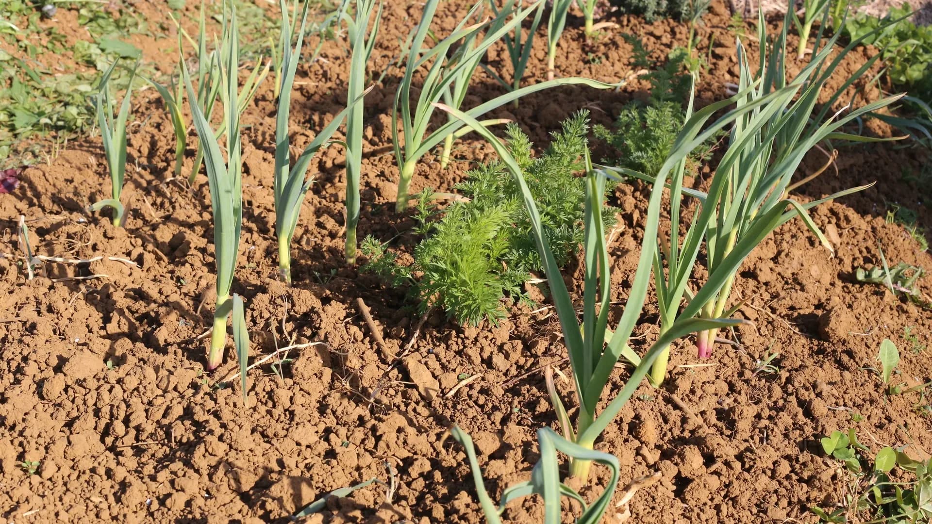 Cultiver l'ail au potager : de la plantation à la récolte