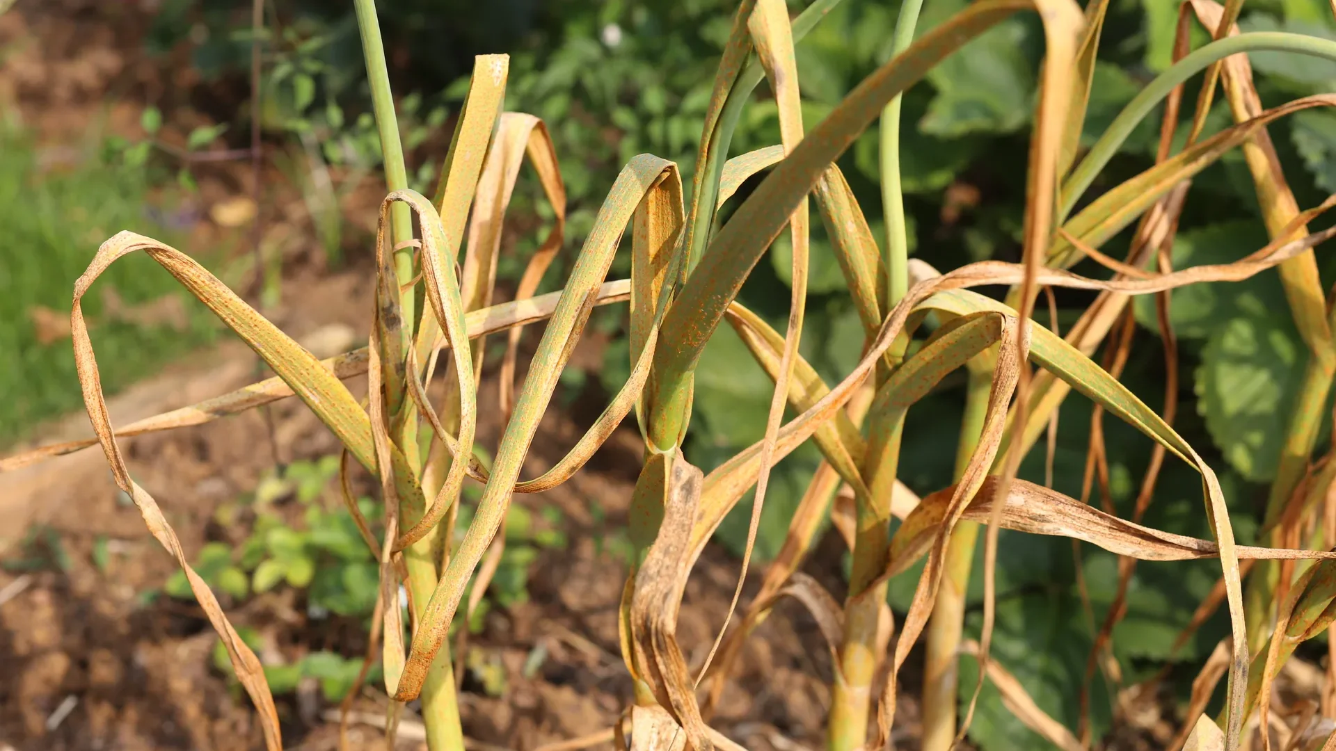 Quand récolter l'ail : les bons signes et les dates par région