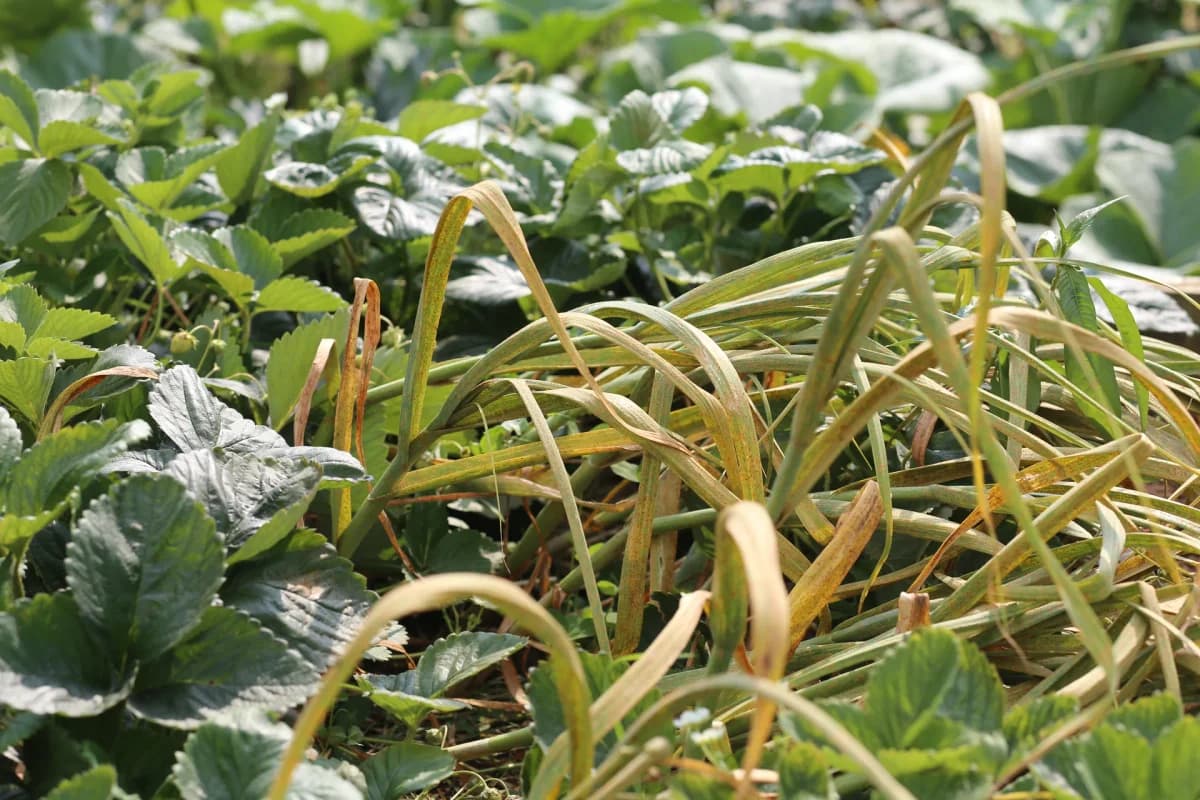 Tresses d'ail suspendues sous un abri ventilé pour le séchage après récolte