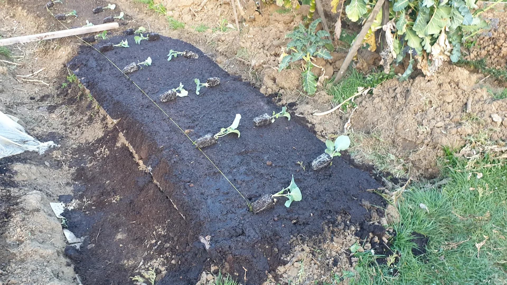 Planter des brocolis en pleine terre : quand et comment