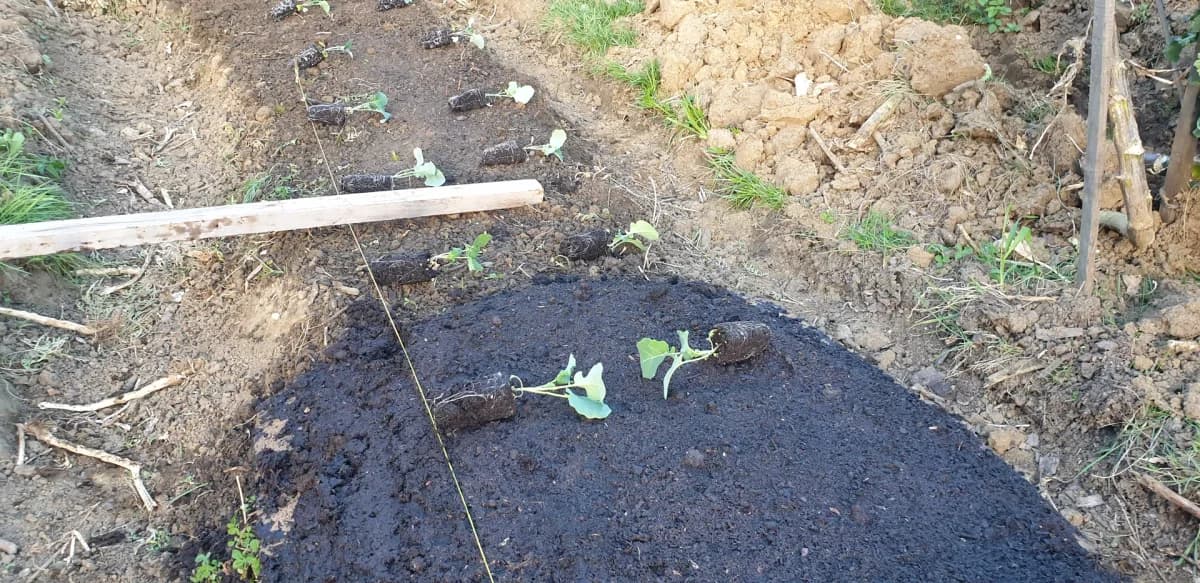 Planche de potager bien préparée avec compost incorporé, prête pour la plantation de brocolis
