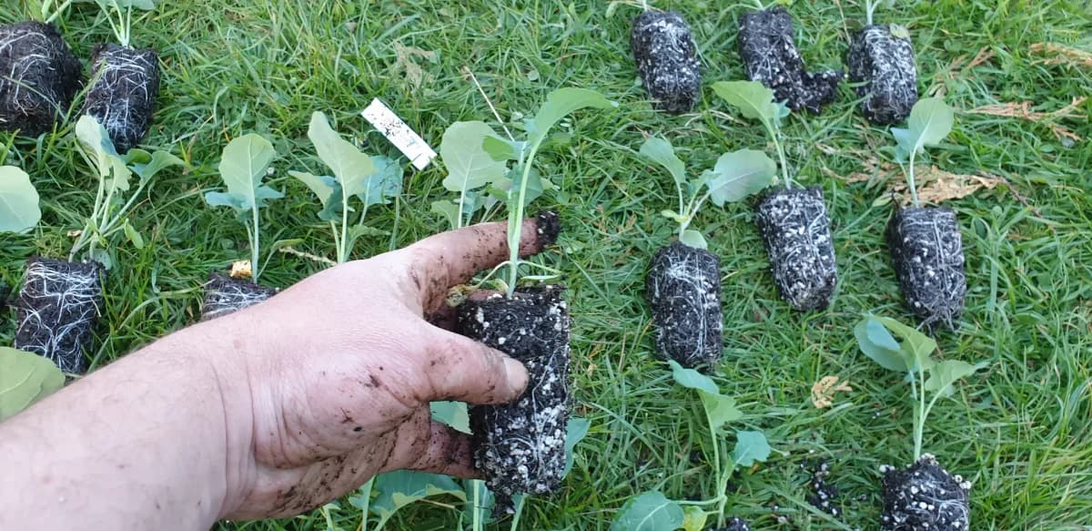 Plant de brocoli prêt à repiquer avec 4 à 6 vraies feuilles et tige solide