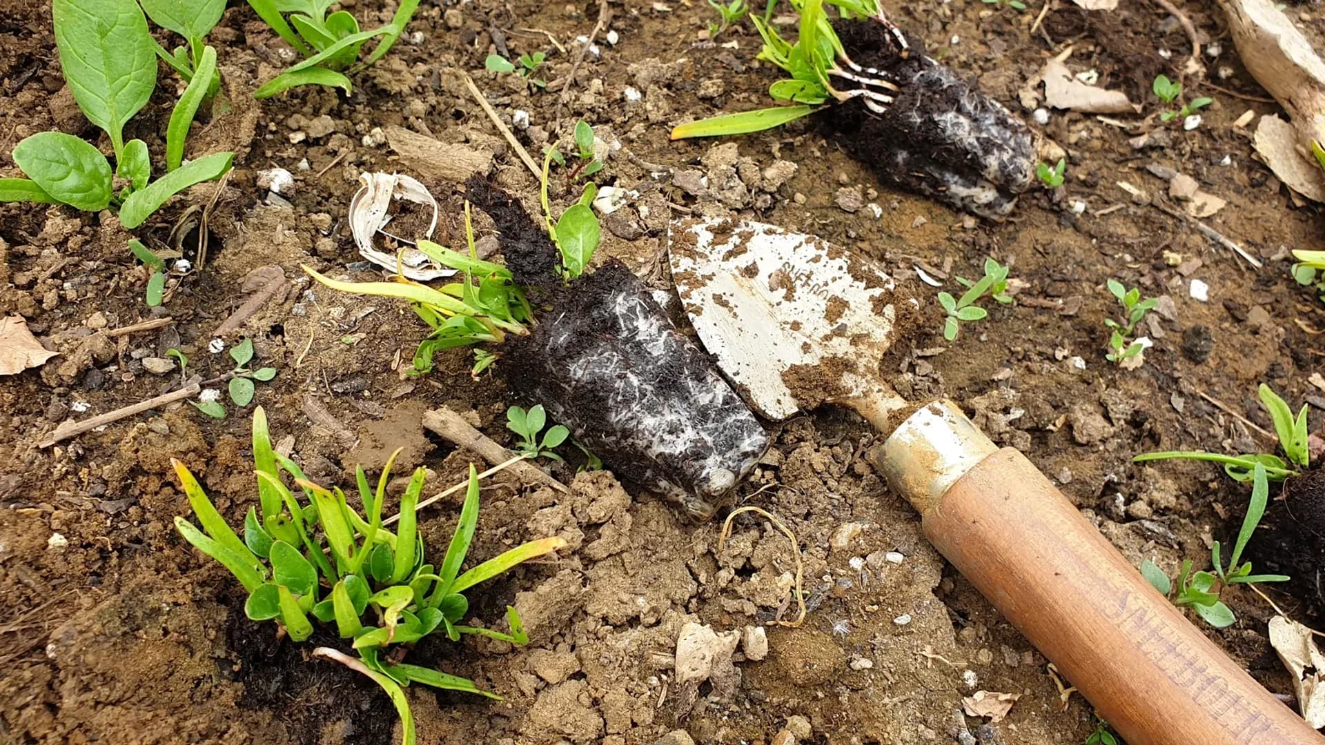 Planter des épinards : le guide complet (quand, comment, en pot)