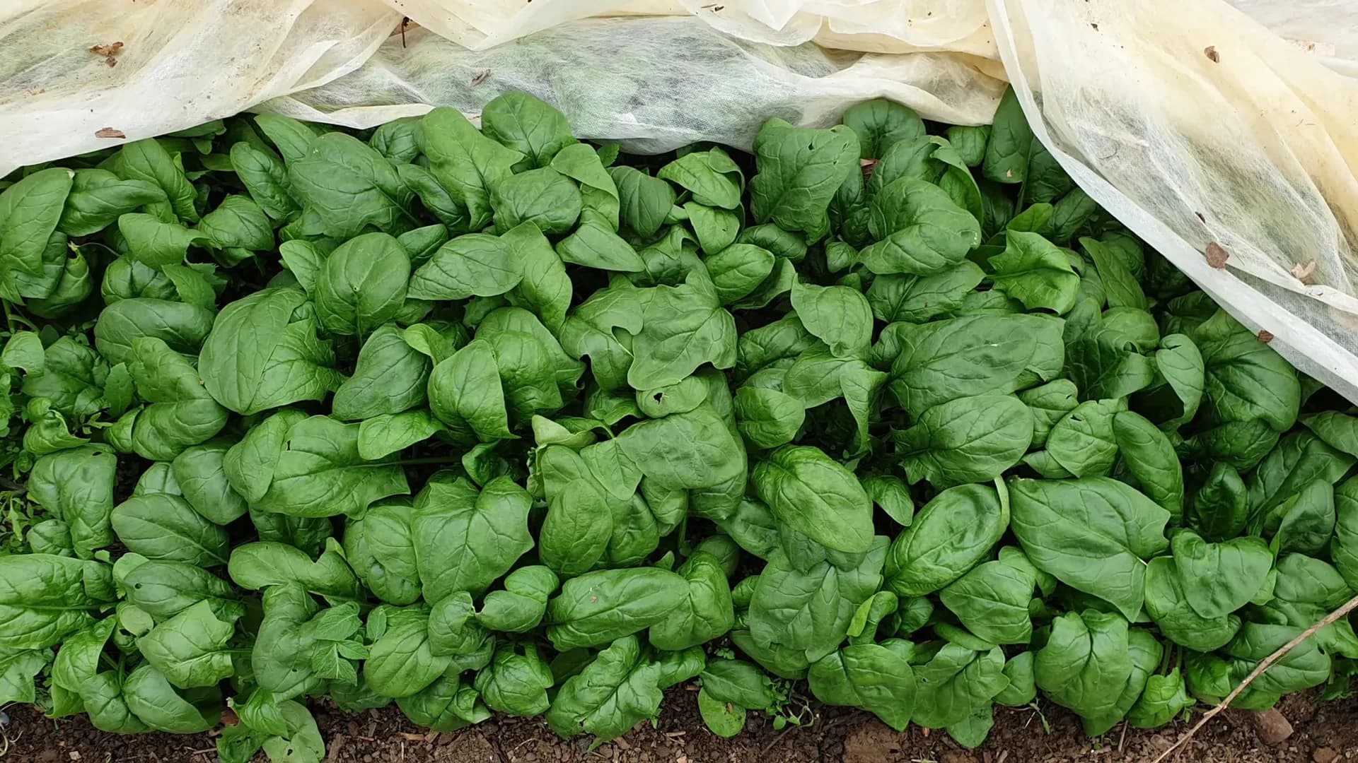 Épinard 'Matador' : fiche de culture complète