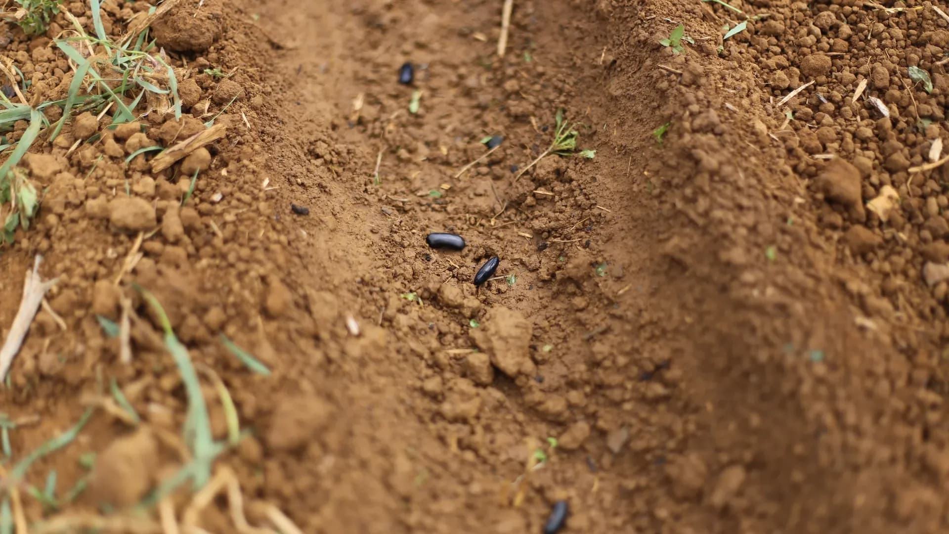Quand semer les haricots verts : calendrier par zone et méthodes