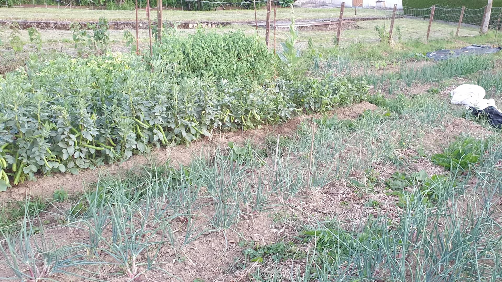 Entretien des oignons : arrosage, engrais et désherbage