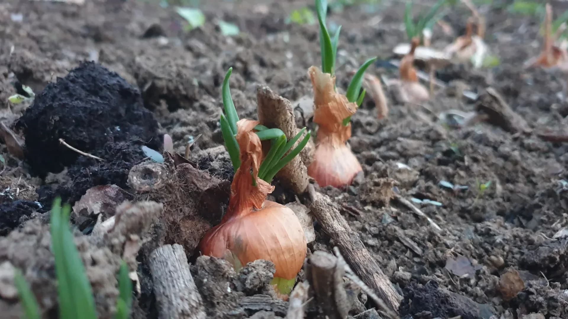 Planter un oignon germé : est-ce vraiment utile ?