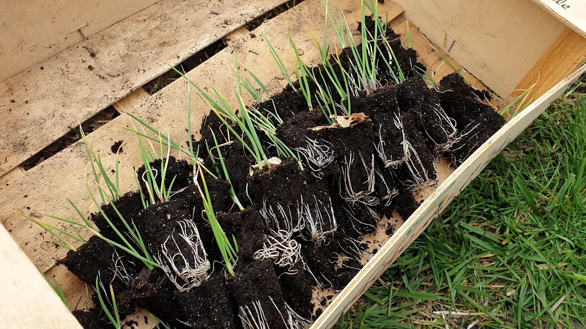 Repiquer des oignons : technique, espacement et timing