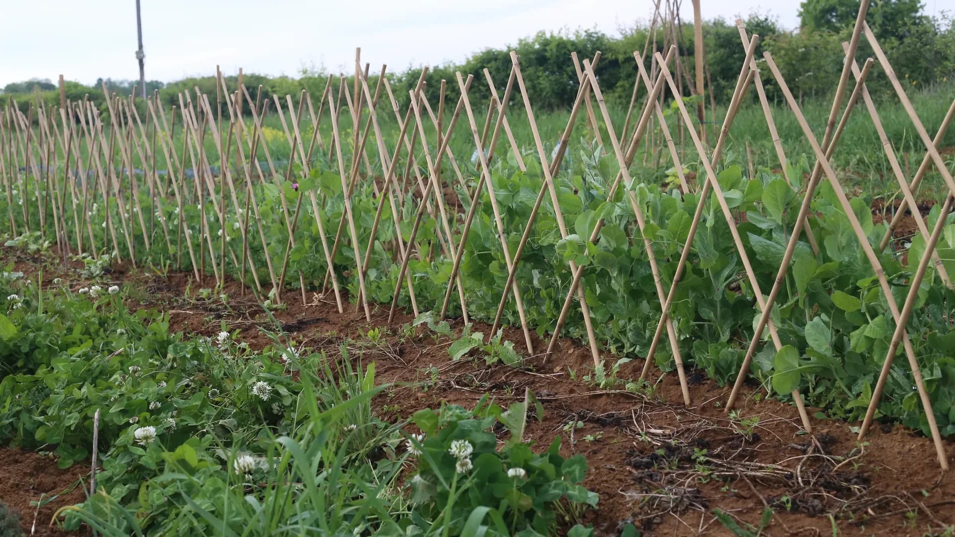 Petits pois nains ou grimpants : différences, tutorage et quand semer