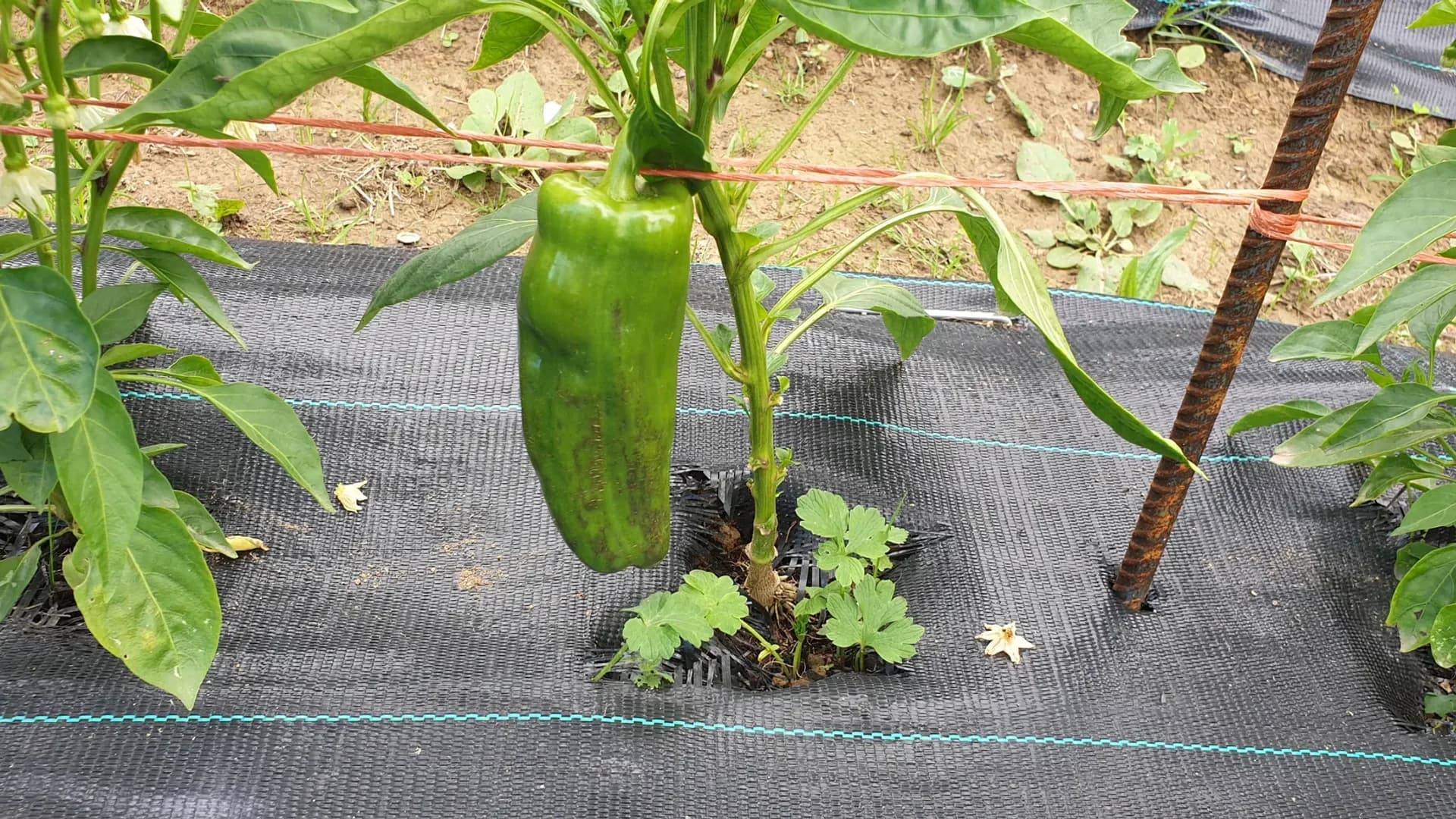 Cultiver le poivron au potager : guide complet