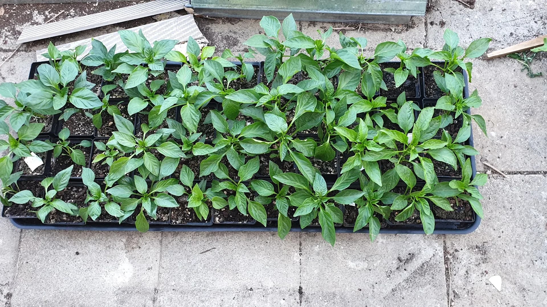 Semis de poivrons en godets : méthode et matériel