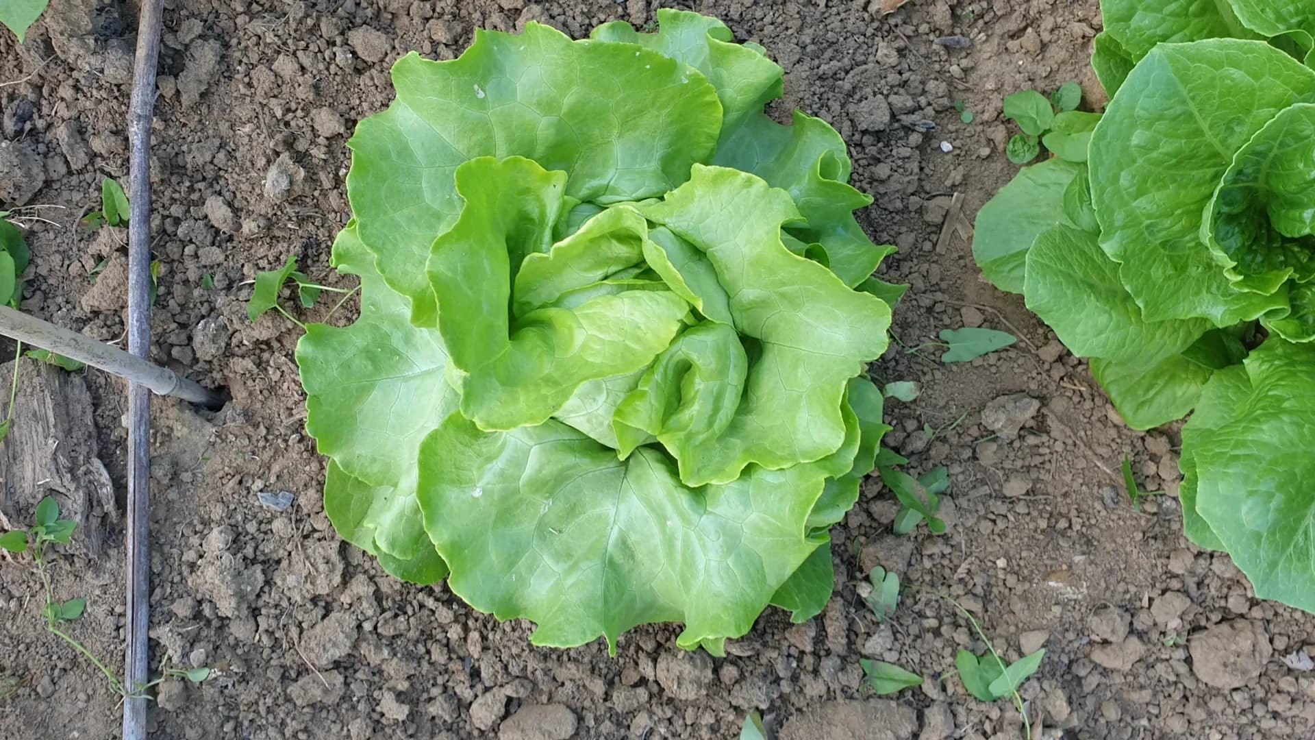 Laitue batavia : culture, variétés et repiquage