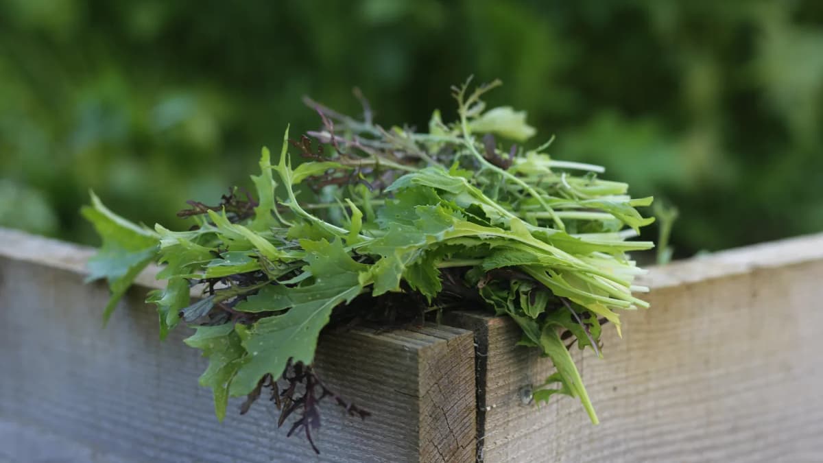 Récolte de salade feuille à feuille : la technique cut-and-come-again